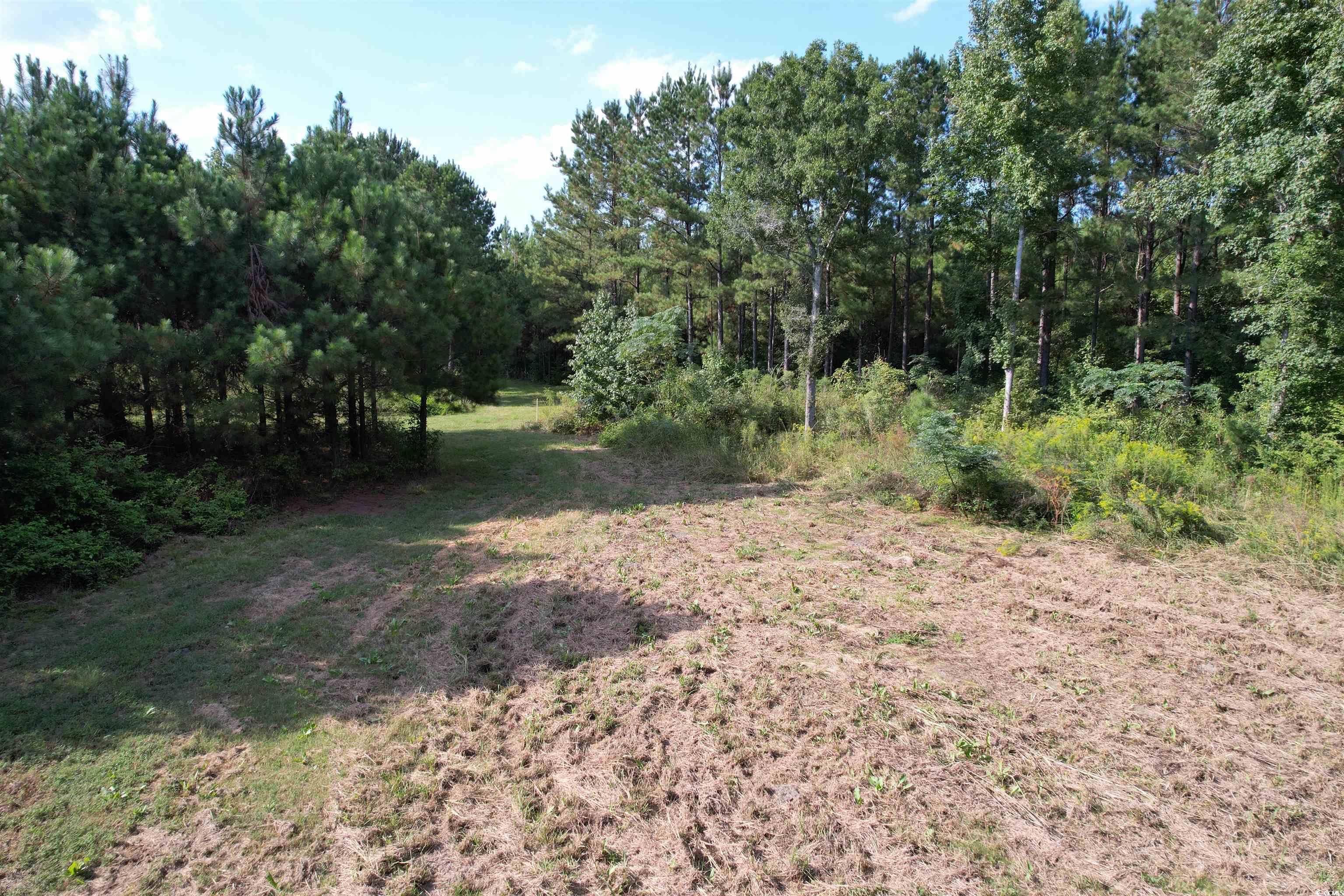 Tbd Coleman Road Greeleyville, SC 29056 - Photo 10 of 35 Gallery Image 10