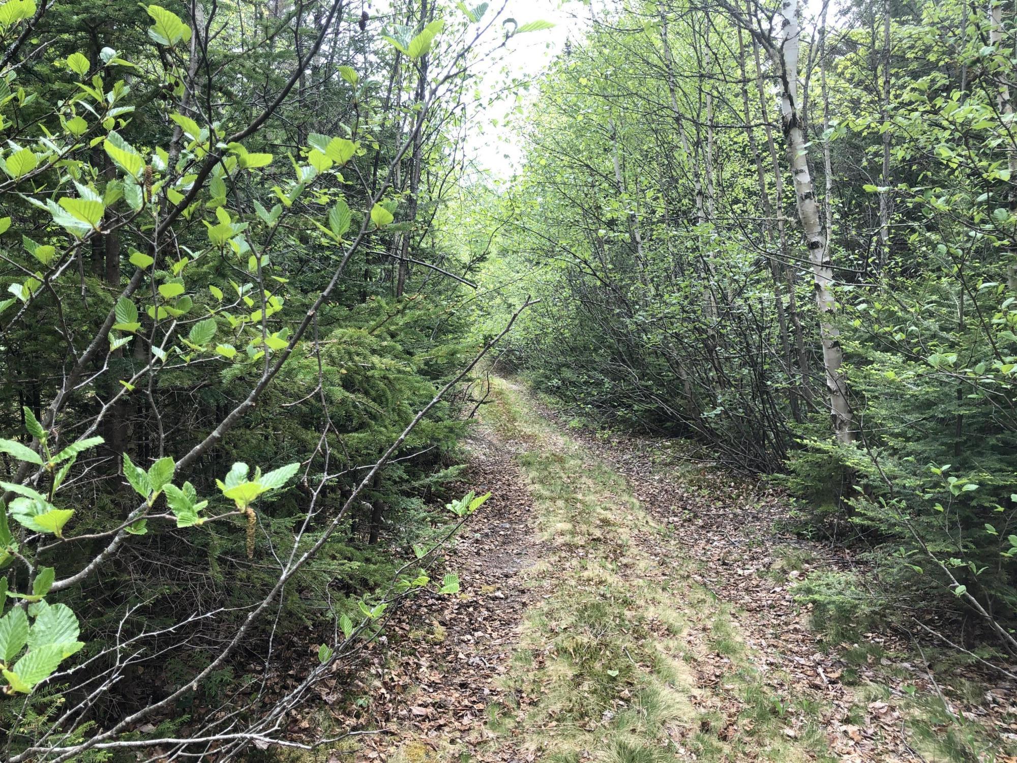 51 Lincoln Cove Road Perry, ME 04667 - Photo 20 of 33 IMG_5767