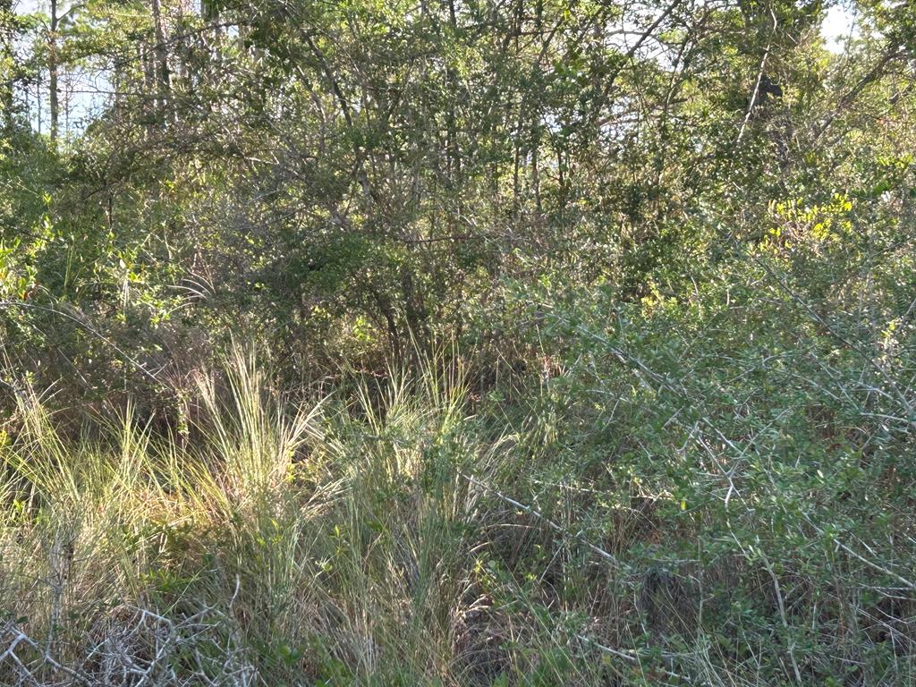 116 Anglers Road Carrabelle, FL 32322 - Photo 5 of 7 Gallery Image 5