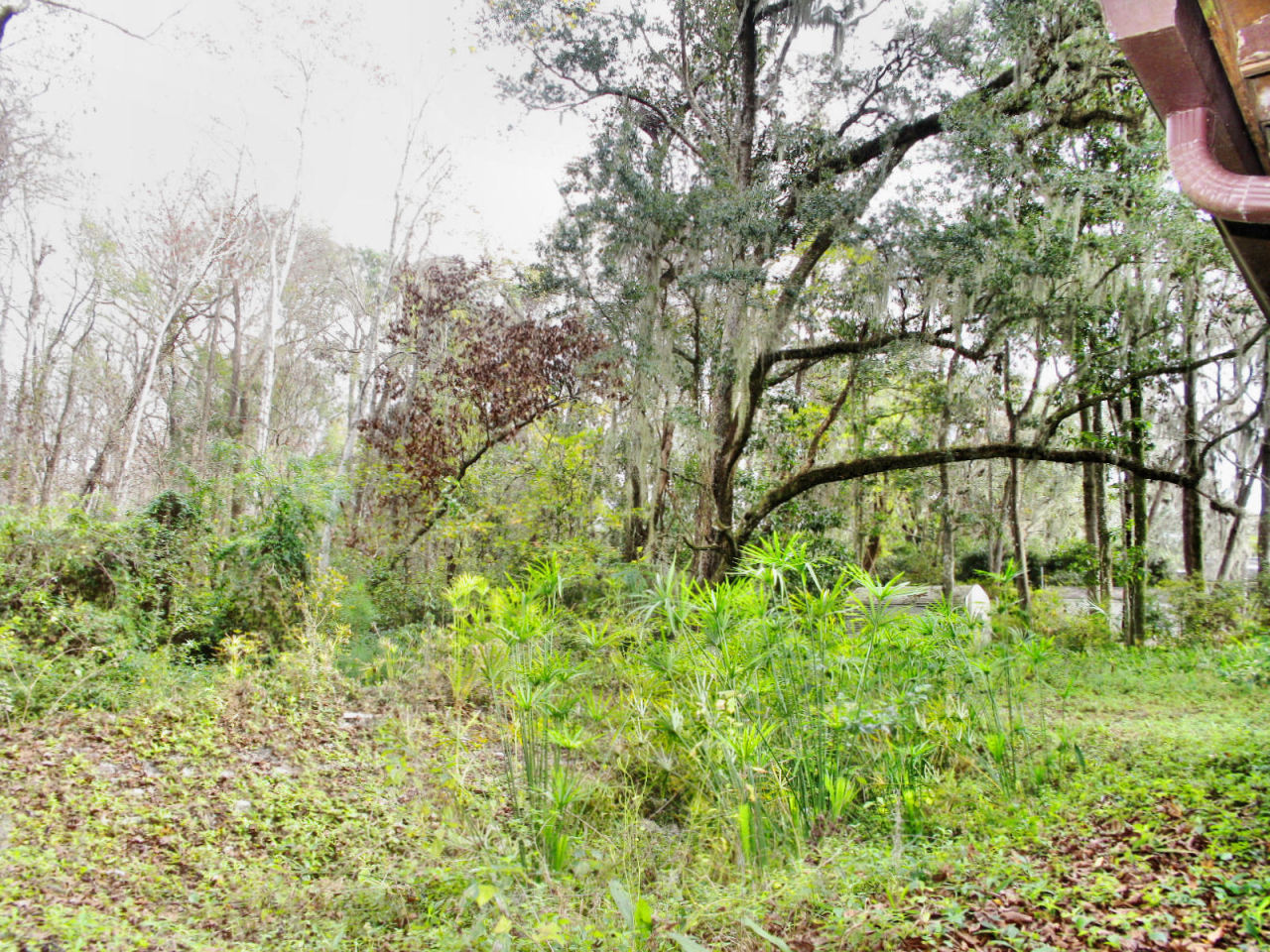 2427 Holly Point Road East Orange Park, FL 32073 - Photo 15 of 16 Yard