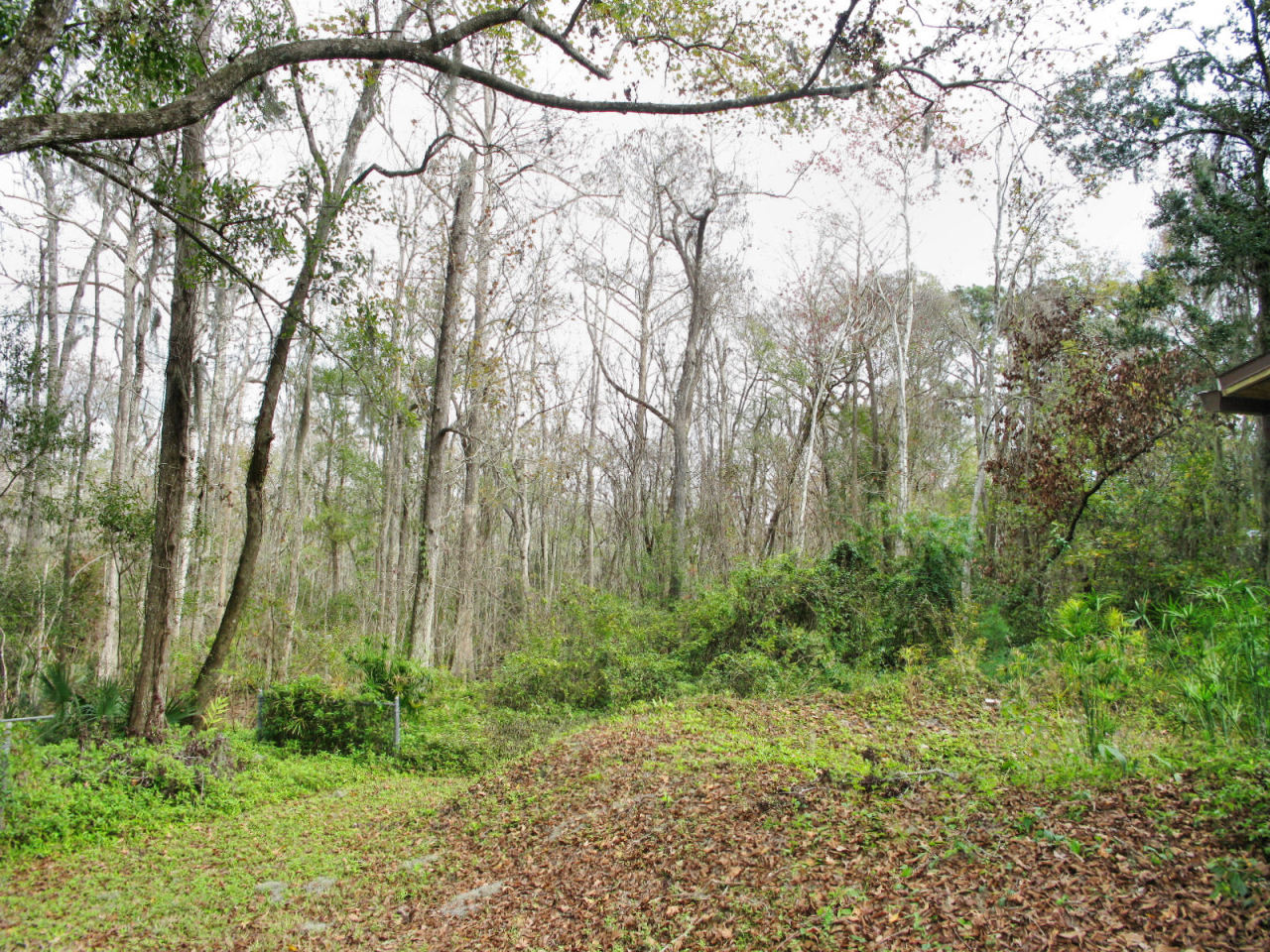 2427 Holly Point Road East Orange Park, FL 32073 - Photo 16 of 16 Yard 2