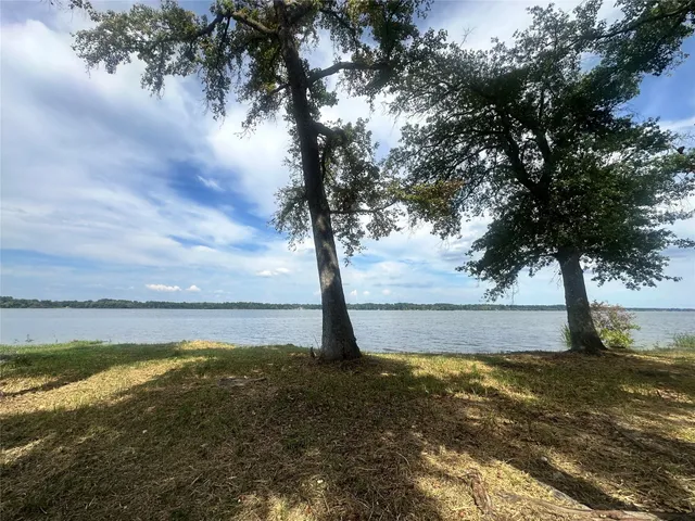 a view of a tree with an ocean