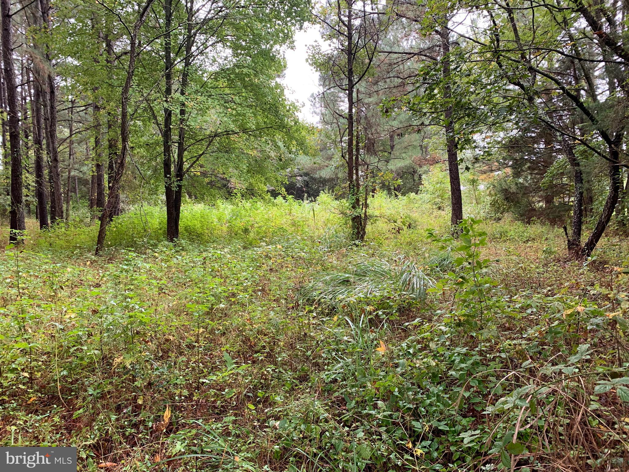 0 Pratt Road Salisbury, MD 21801 - Photo 1 of 4 Clearing