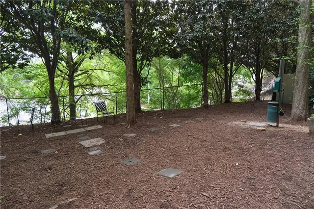 a view of a tree in the middle of a forest