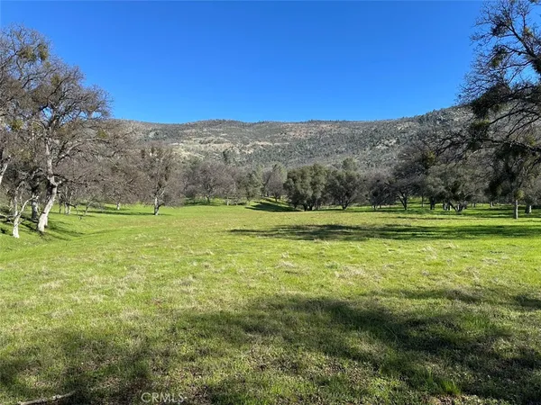 a view of a park with large trees
