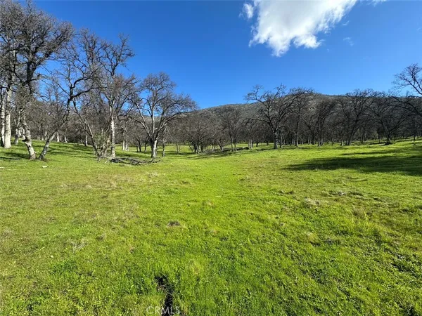 a view of park with trees