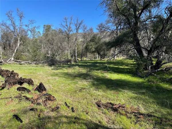 a yard with trees in the background
