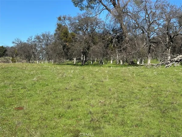 a huge green field with lots of bushes