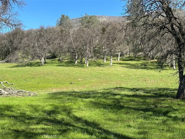 a view of a trees in a yard