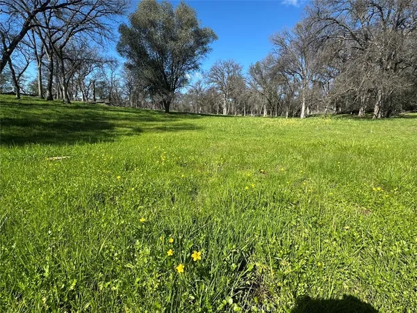 a view of a trees with a yard