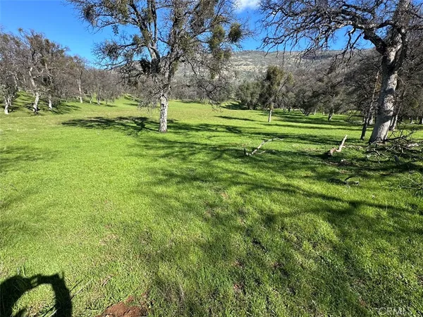 a view of a park with large trees