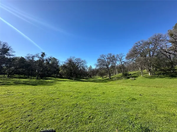 a view of a big yard with a large trees