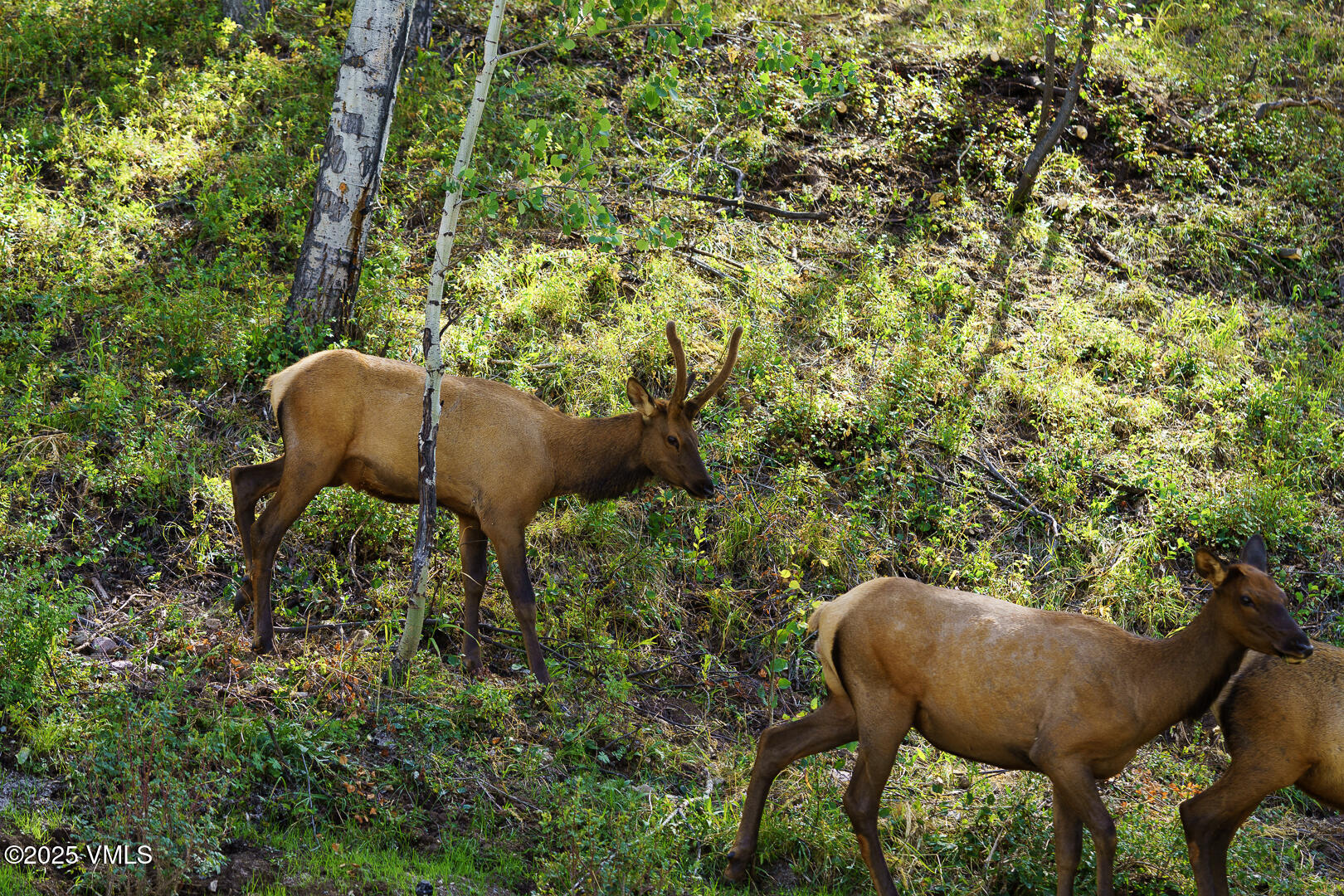 880 Forest Trail Edwards, CO 81632 - Photo 60 of 119 880_Forest_Trail_Staged_075