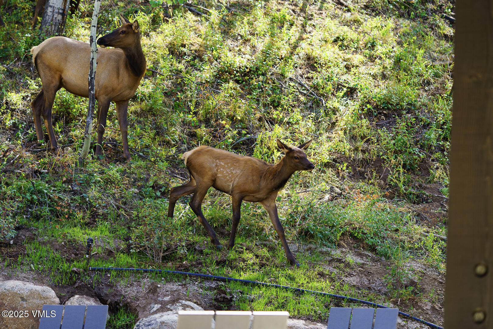 880 Forest Trail Edwards, CO 81632 - Photo 61 of 119 a view of a yard