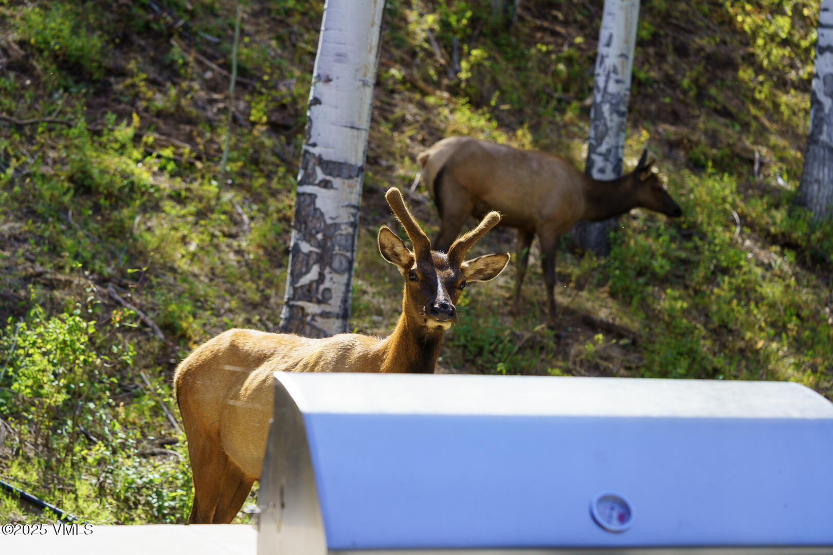 880 Forest Trail Edwards, CO 81632 - Photo 62 of 119 880_Forest_Trail_Staged_082