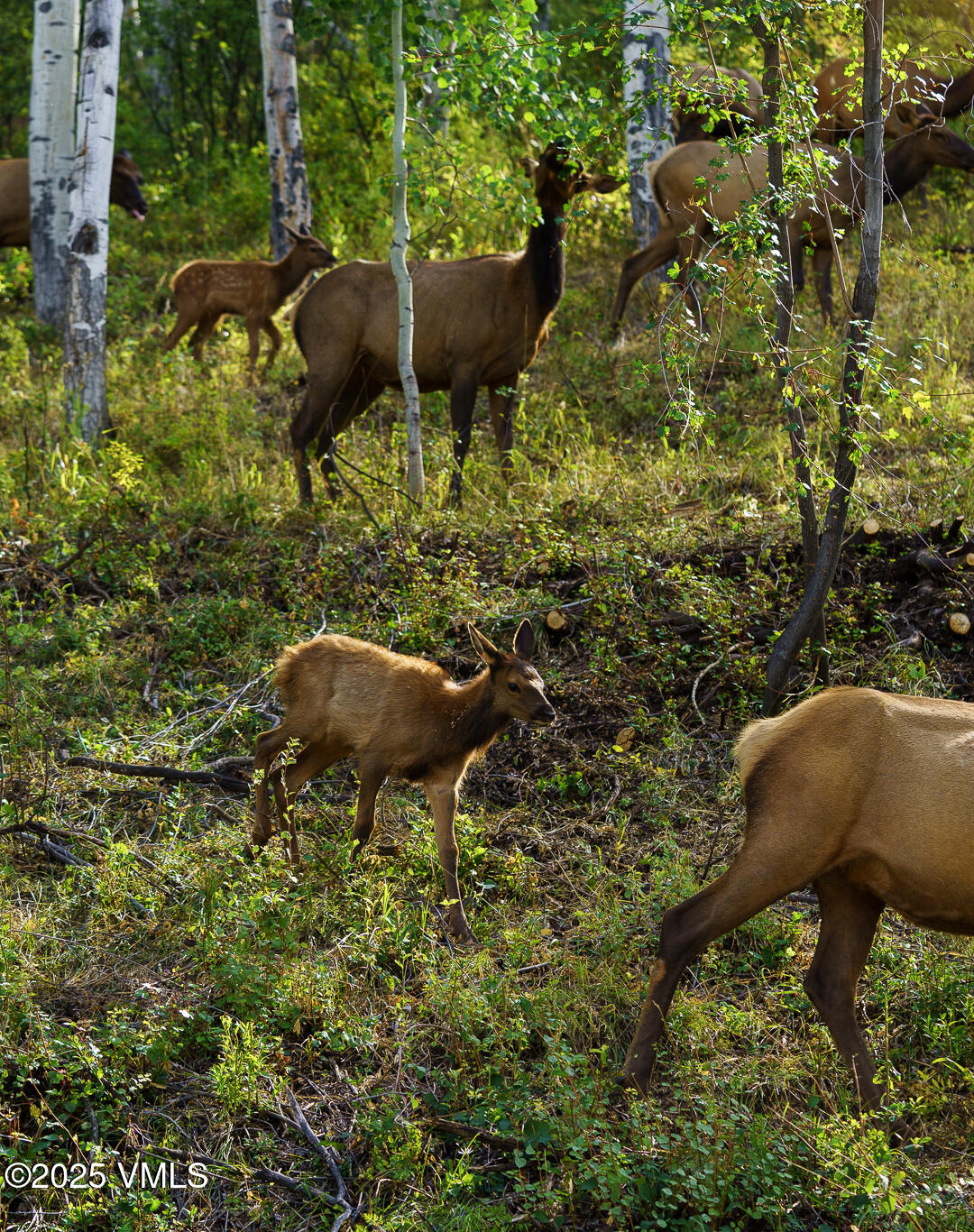 880 Forest Trail Edwards, CO 81632 - Photo 63 of 119 880_Forest_Trail_Staged_085