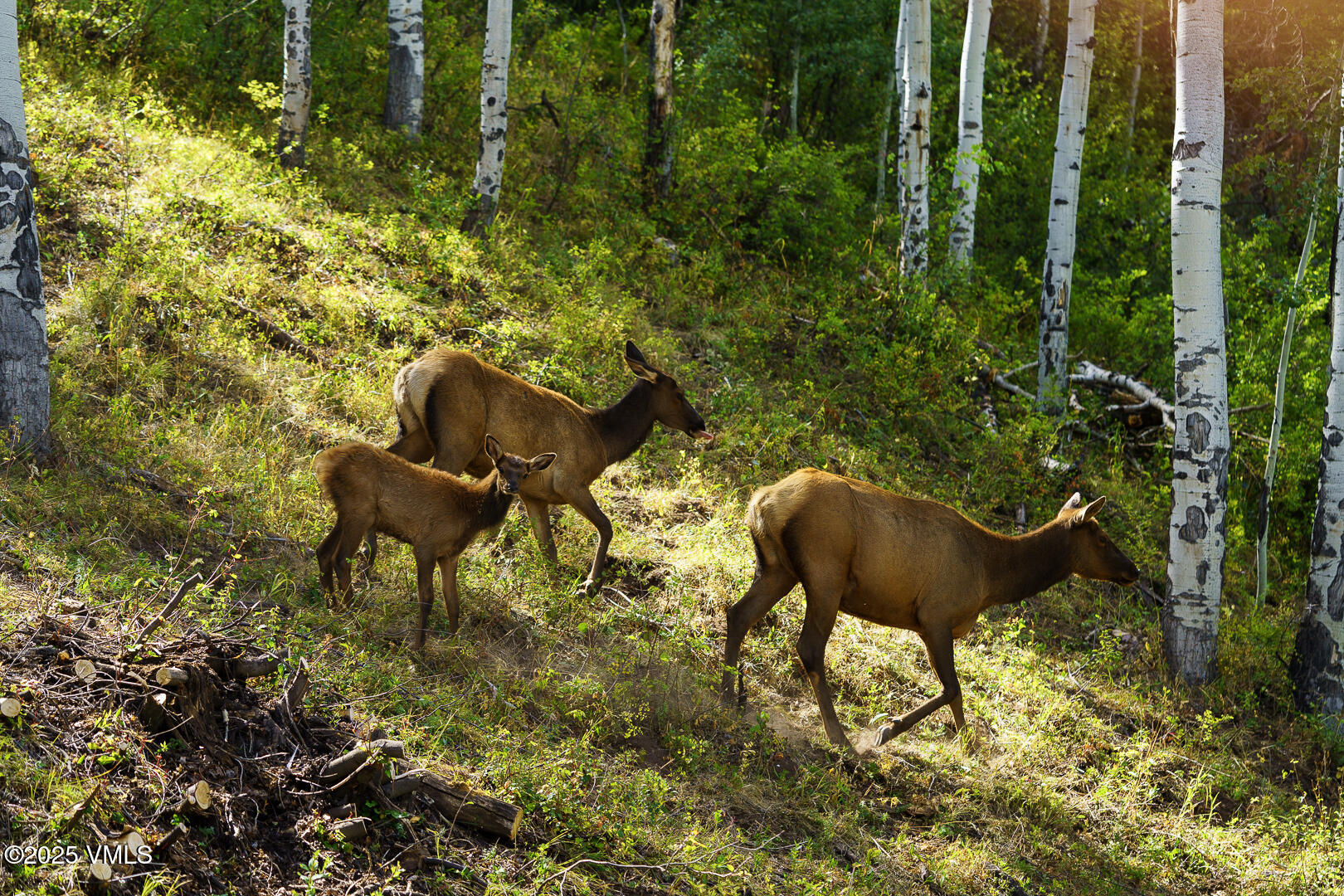 880 Forest Trail Edwards, CO 81632 - Photo 64 of 119 880_Forest_Trail_Staged_086