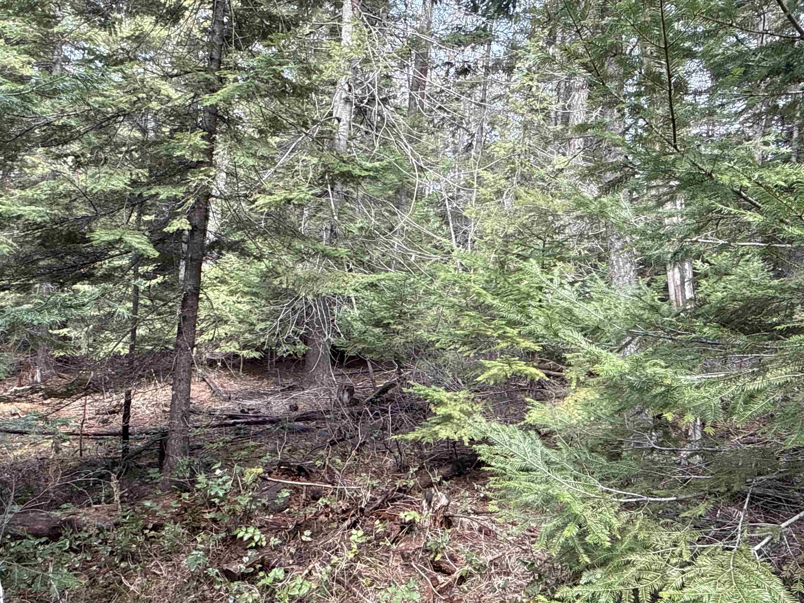 4828 Eagle Ridge Way Springdale, WA 99173 - Photo 12 of 23