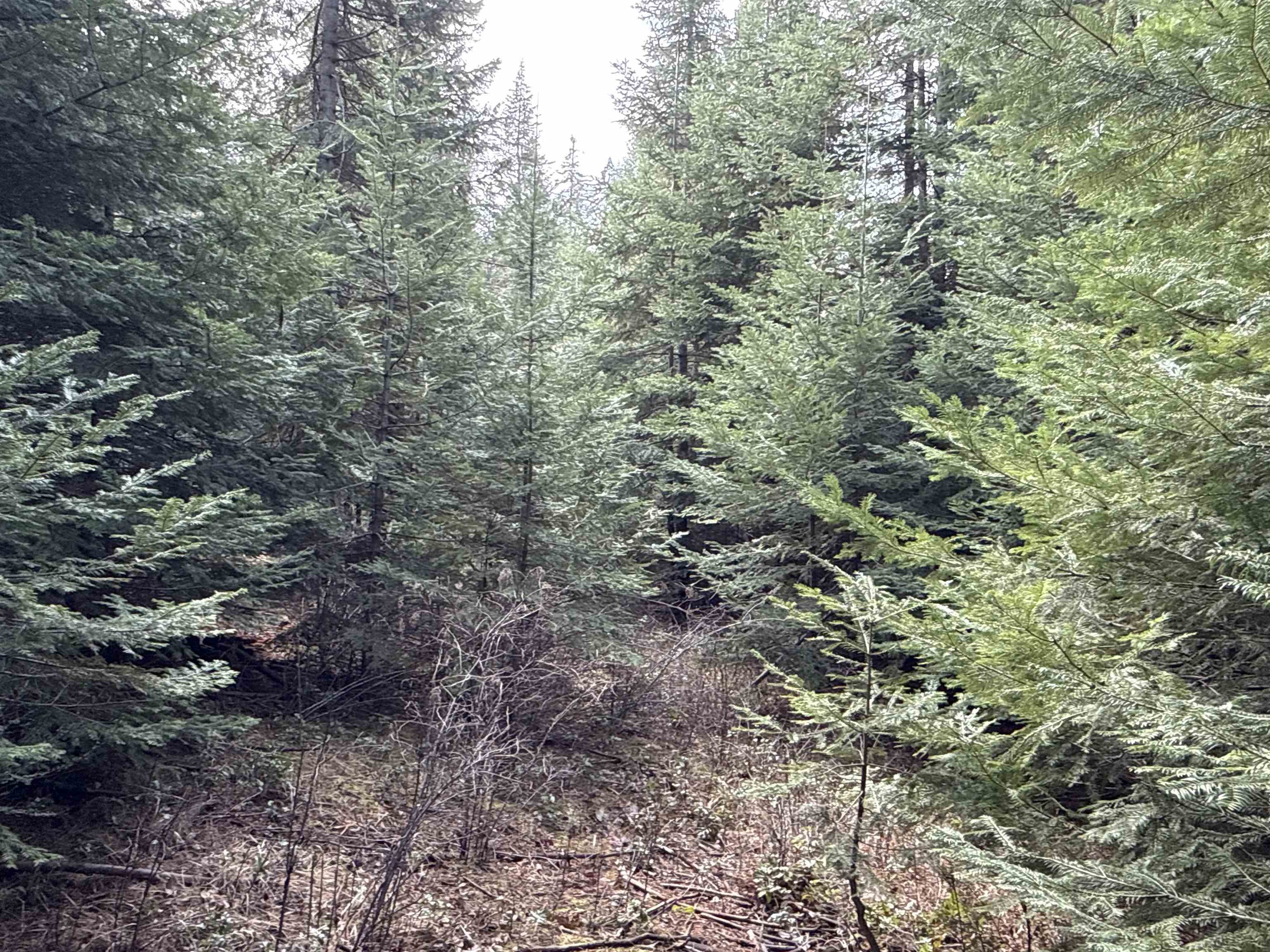 4828 Eagle Ridge Way Springdale, WA 99173 - Photo 13 of 23