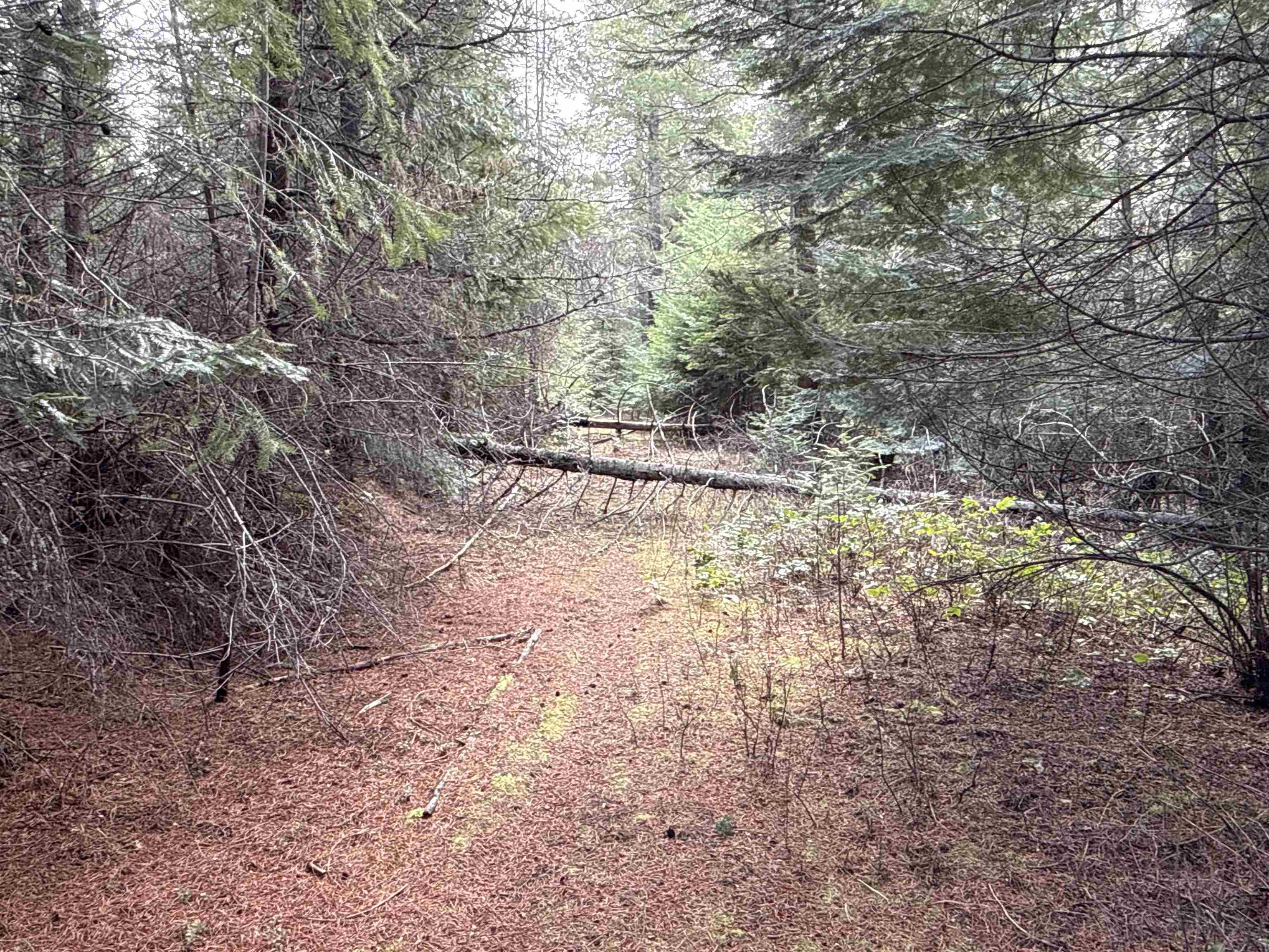 4828 Eagle Ridge Way Springdale, WA 99173 - Photo 14 of 23