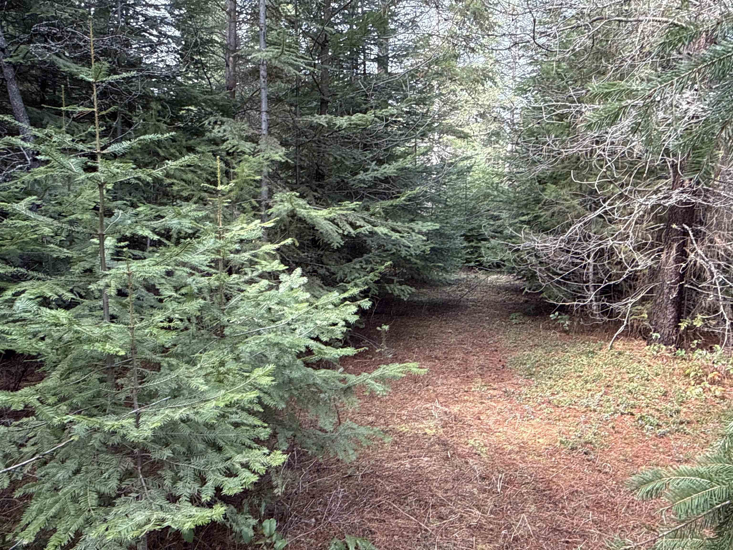 4828 Eagle Ridge Way Springdale, WA 99173 - Photo 19 of 23