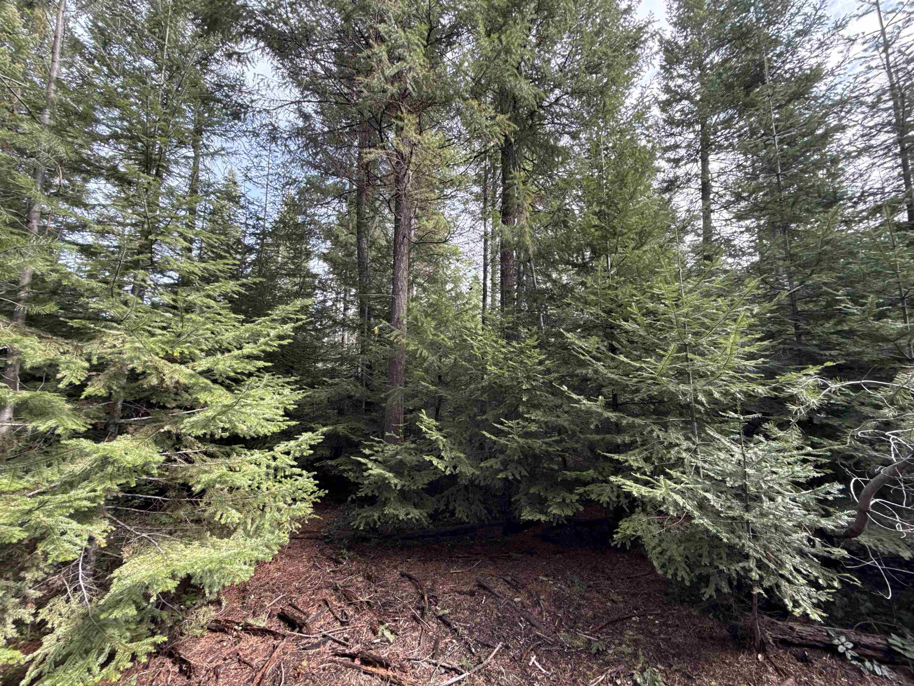 4828 Eagle Ridge Way Springdale, WA 99173 - Photo 4 of 23