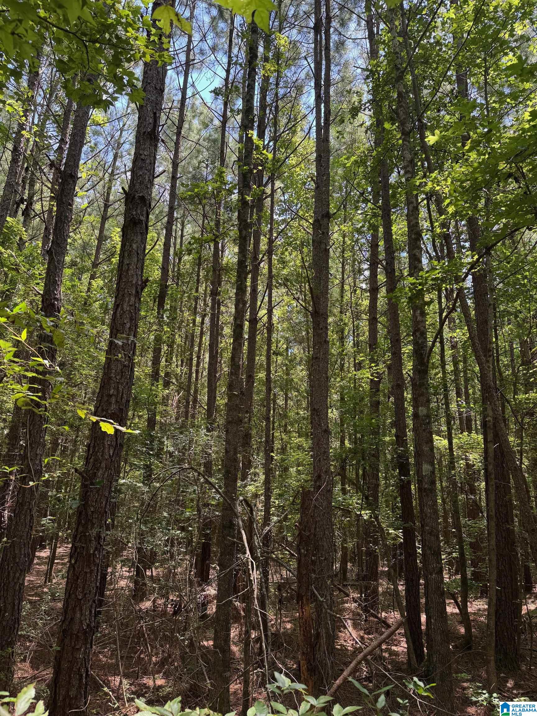 775 Concord Church Road, Unit 301 02 AC Talladega, AL 35160 - Photo 3 of 14