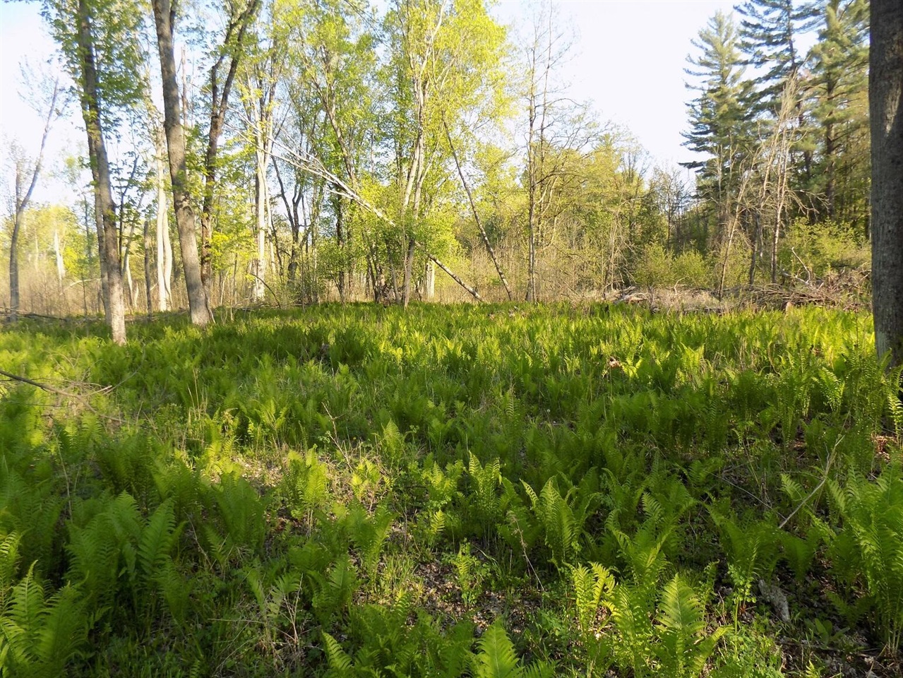 8590 West Long Lake Road Harrison, MI 48625 - Photo 44 of 50