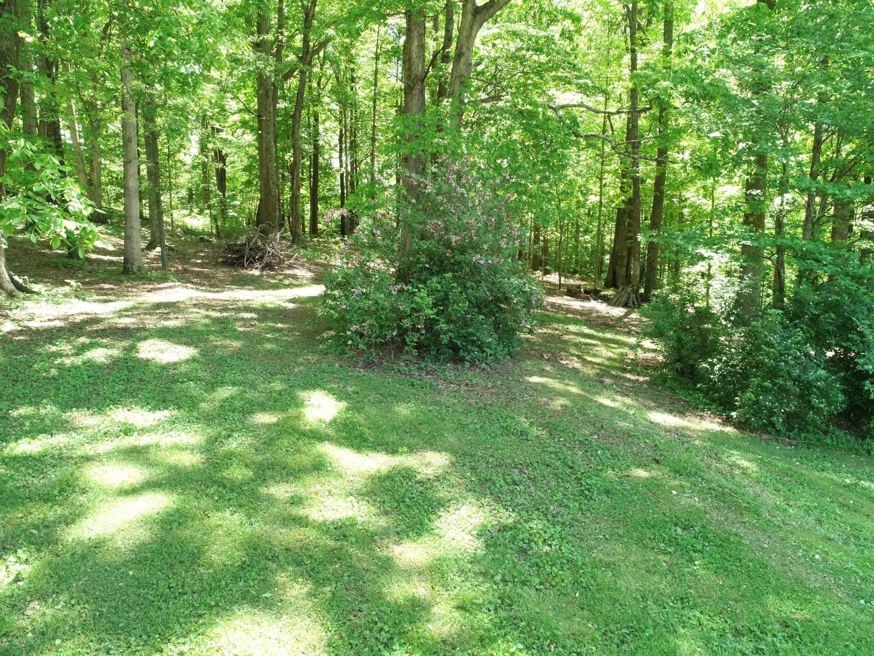 70 Robins Road Ravenna, KY 40472 - Photo 7 of 51 Forest!