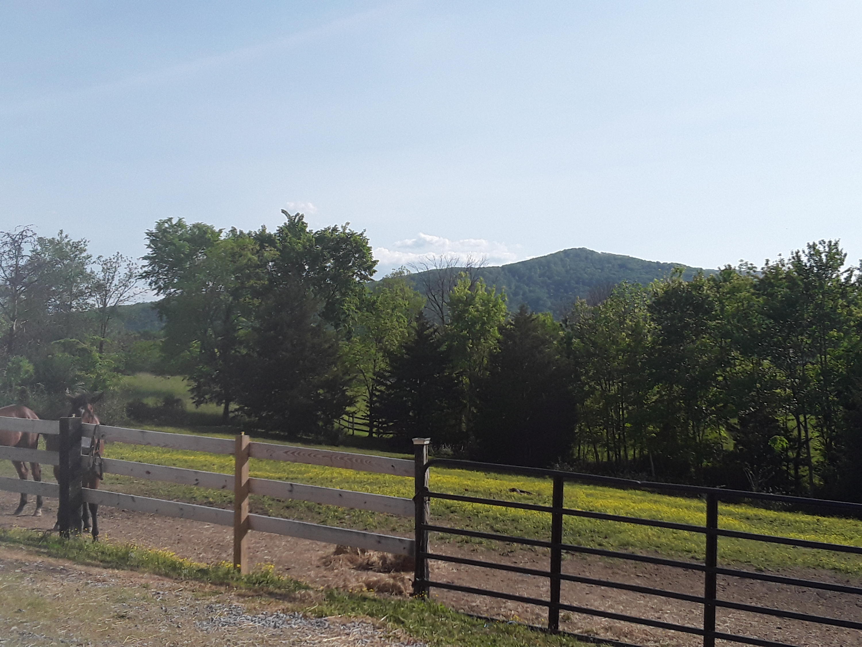 787 Houston Valley Road Greeneville, TN 37743 - Photo 14 of 32 pasture mtn view