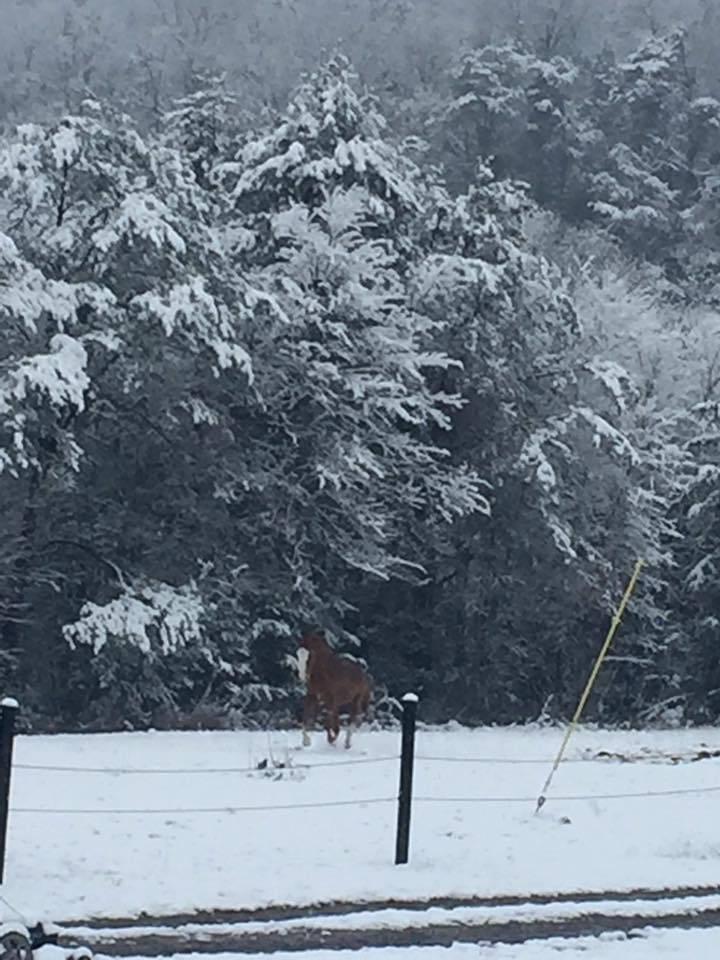 787 Houston Valley Road Greeneville, TN 37743 - Photo 29 of 32 pasture frolick