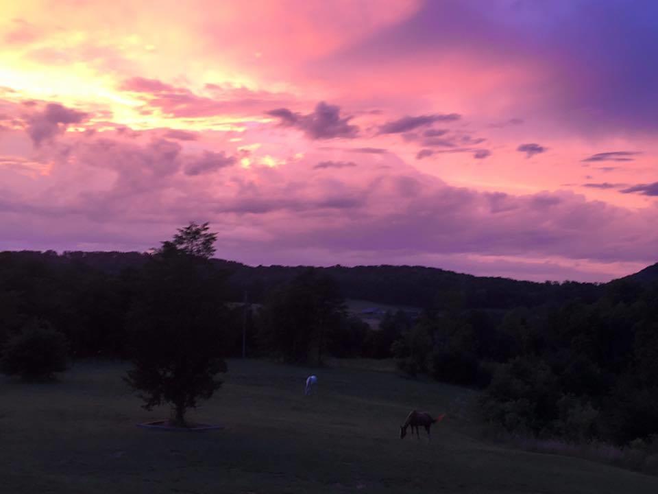 787 Houston Valley Road Greeneville, TN 37743 - Photo 10 of 32 sundown horses