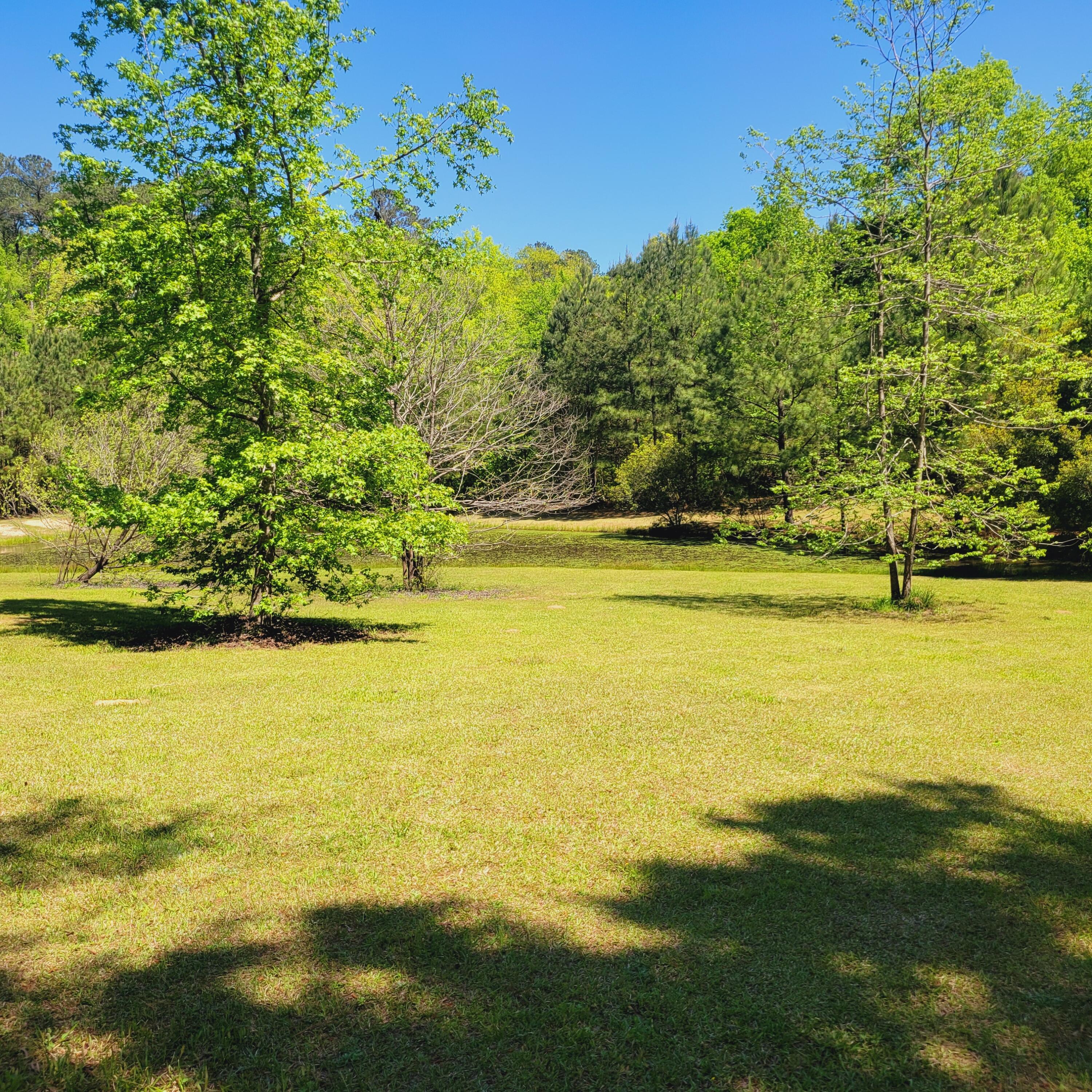 Beyond the tree is a small pond.