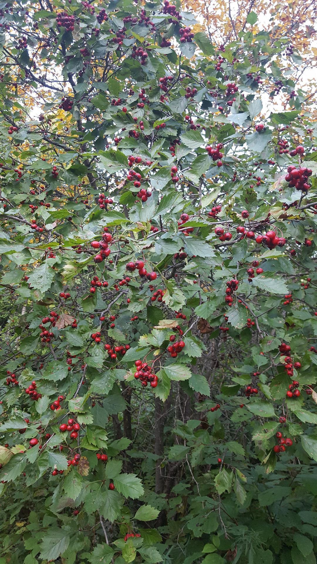 465 Parsons Road Presque Isle, ME 04769 - Photo 29 of 39 465 15