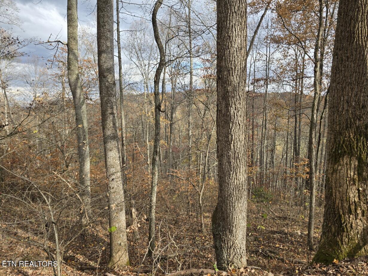 3263 Trents Chapel Road Sneedville, TN 37869 - Photo 17 of 35 20251109_141008