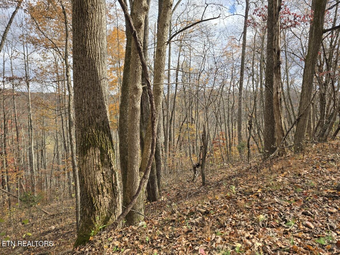 3263 Trents Chapel Road Sneedville, TN 37869 - Photo 18 of 35 20251109_141011