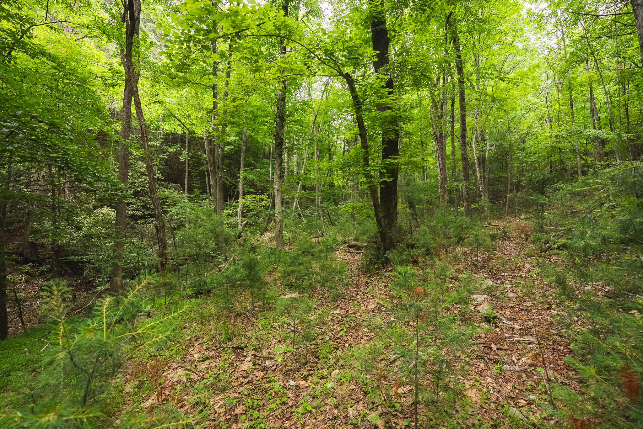 Tbd Macks Mountain Road Northwest Indian Valley, VA 24105 - Photo 25 of 45 DSC01608