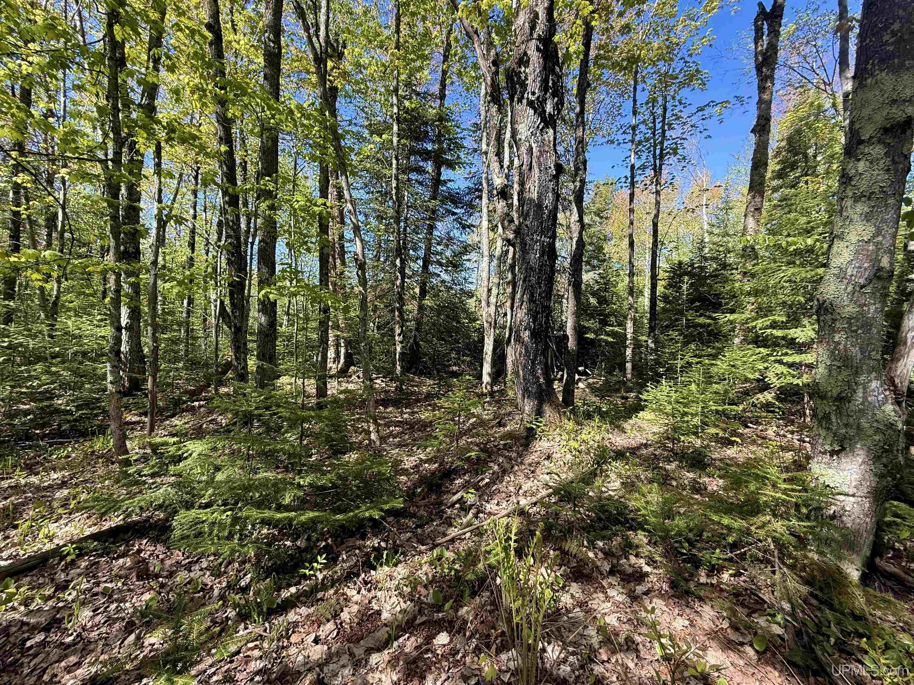 Langford Lake Road Watersmeet, MI 49969 - Photo 6 of 23