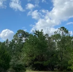 a view of a bunch of trees
