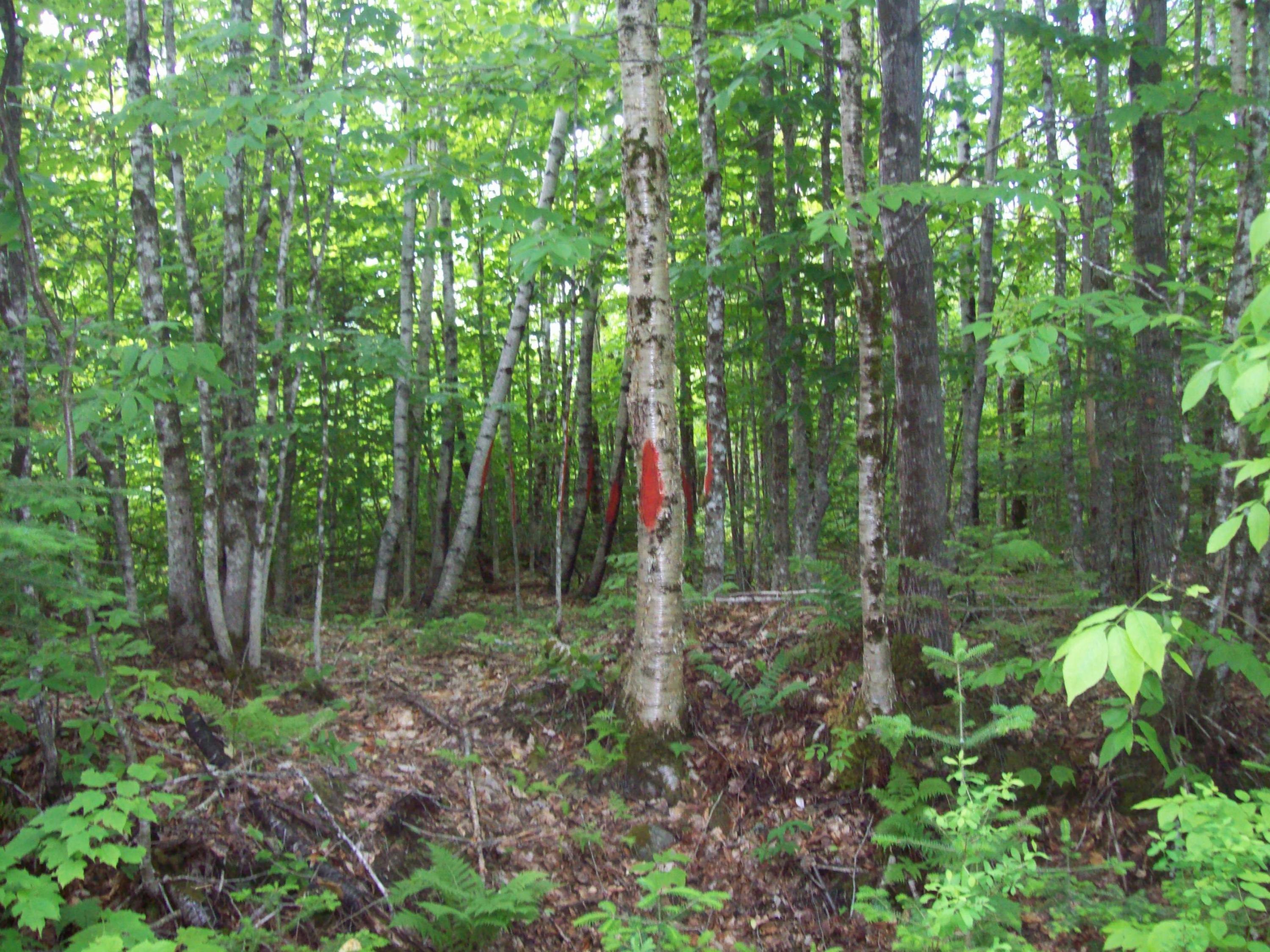 Tbd Kossar Road Carroll Plt, ME 04487 - Photo 3 of 11 100_0323