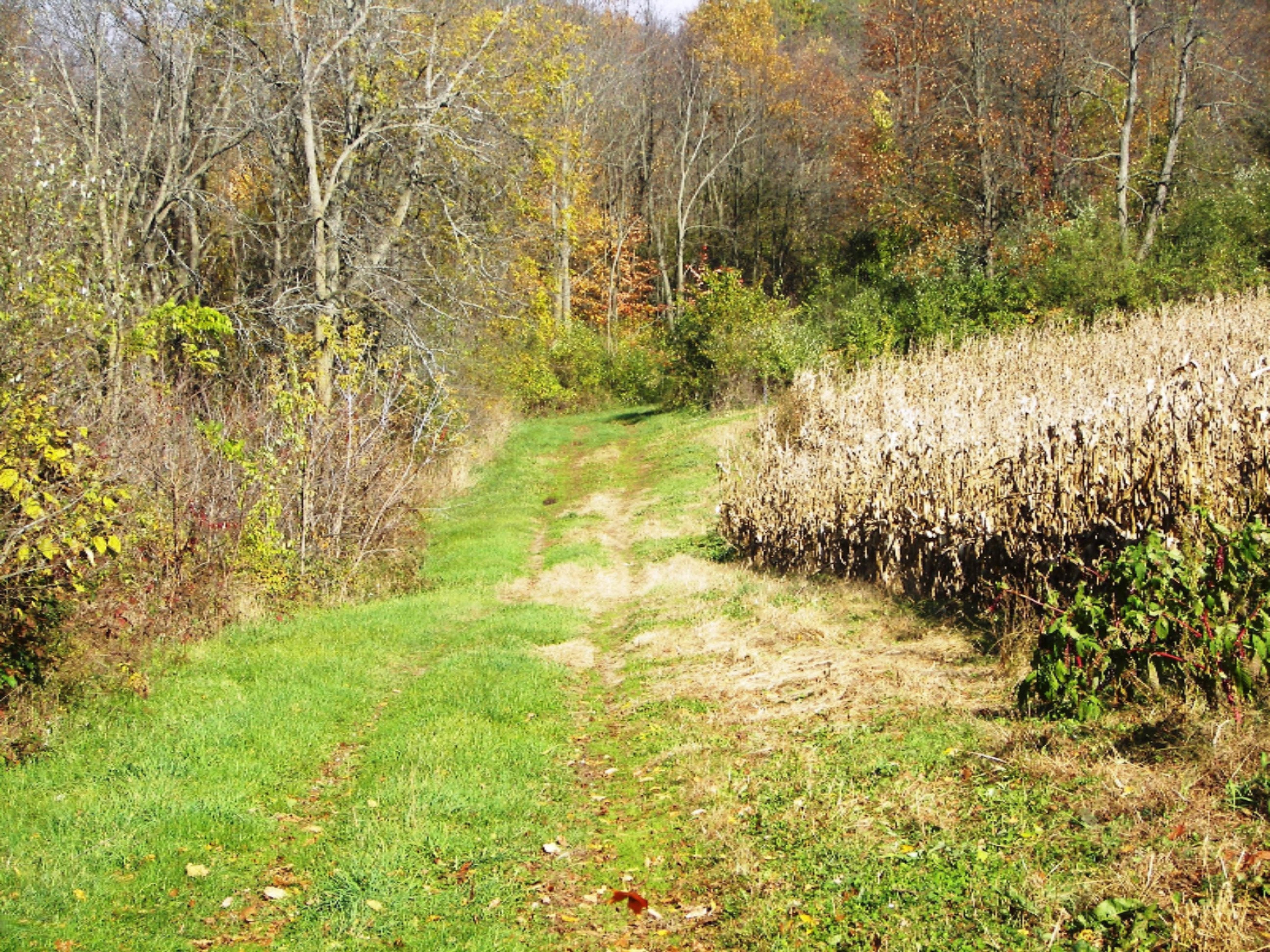 2816 West Sheffield Road Hickory Corners, MI 49060 - Photo 29 of 34 100_8470