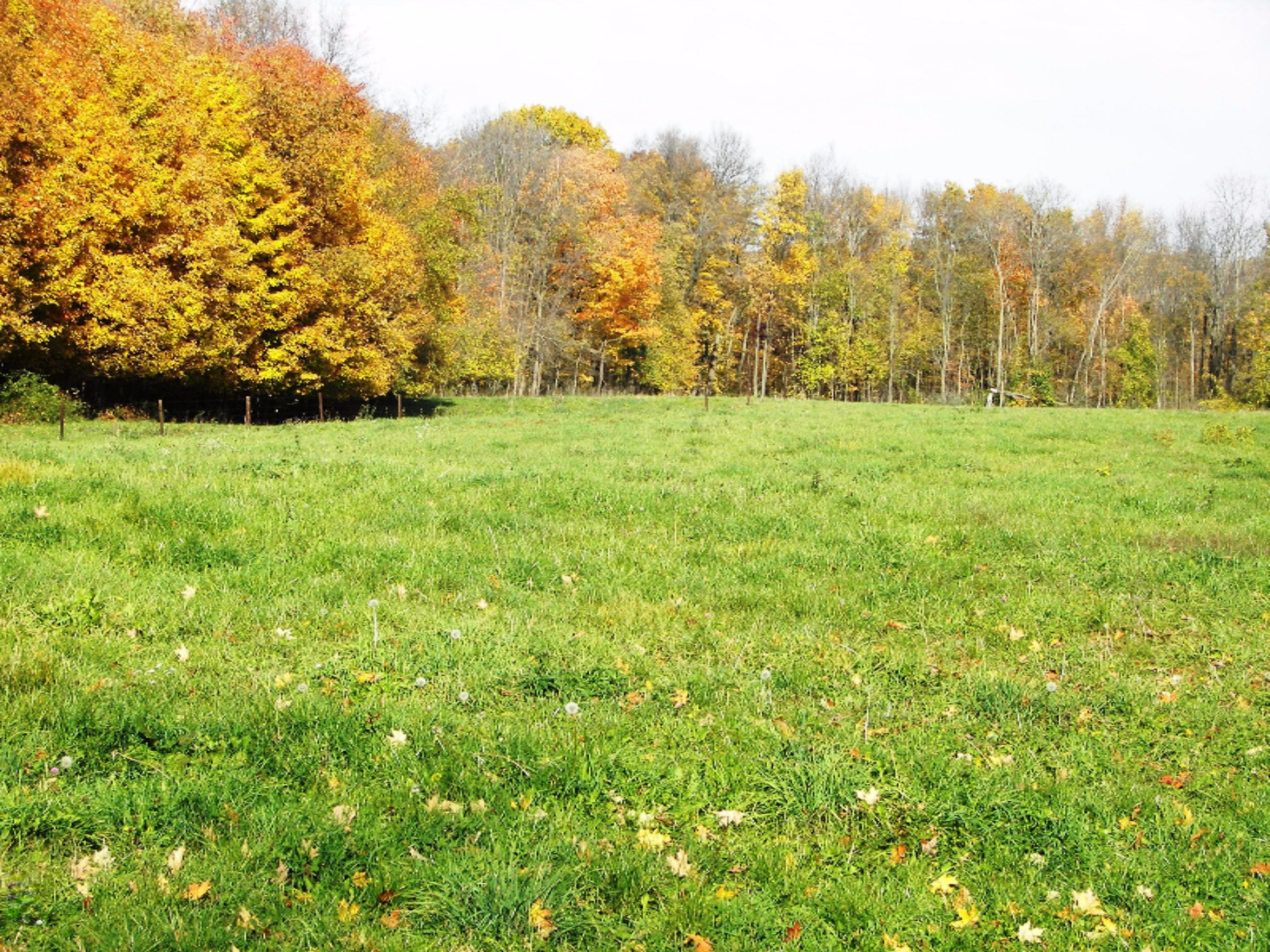 2816 West Sheffield Road Hickory Corners, MI 49060 - Photo 5 of 34 100_8484