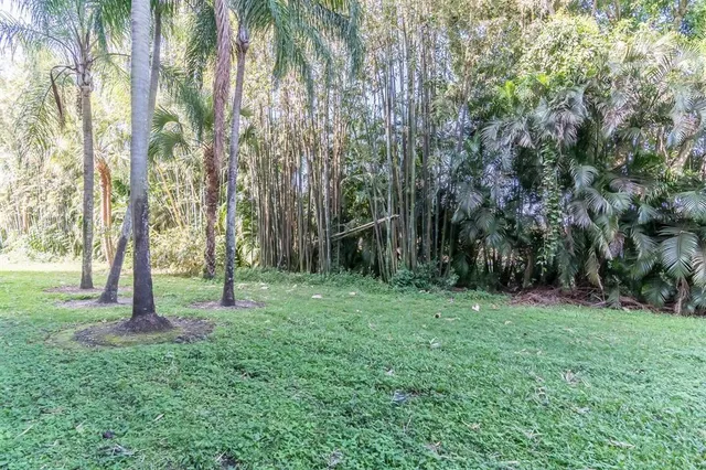 a view of a tree in a yard