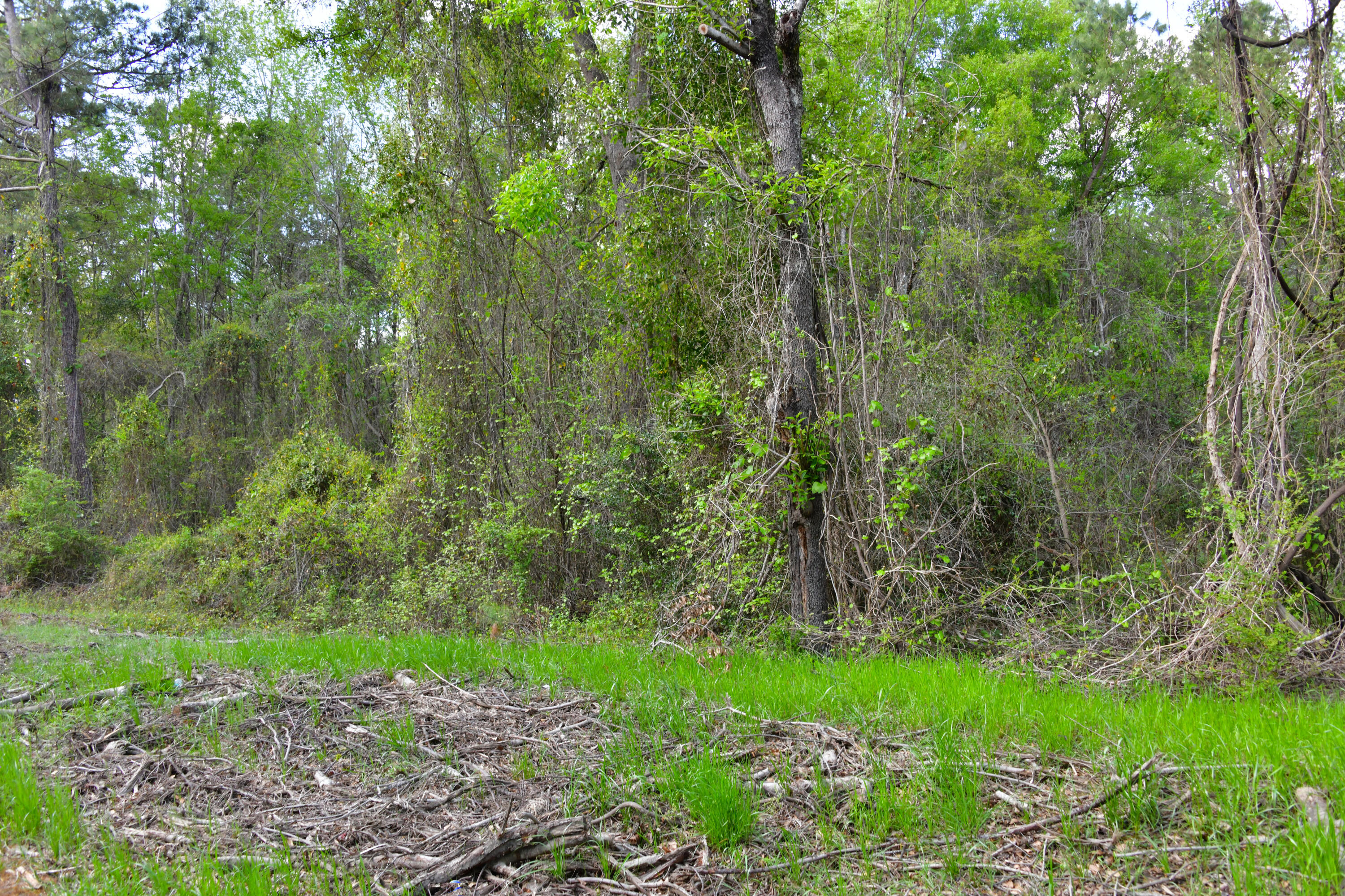 0 Ridgelake(lots 8 9 10 11) Circle St. Matthews, SC 29135 - Photo 4 of 4 Ridgelake Cir lots 8-11.3