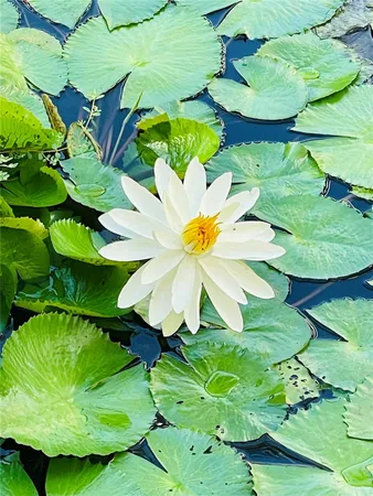 $2,600 | 2900 Northeast 14th Street Causeway, Unit 514, Pompano Beach, FL 33062