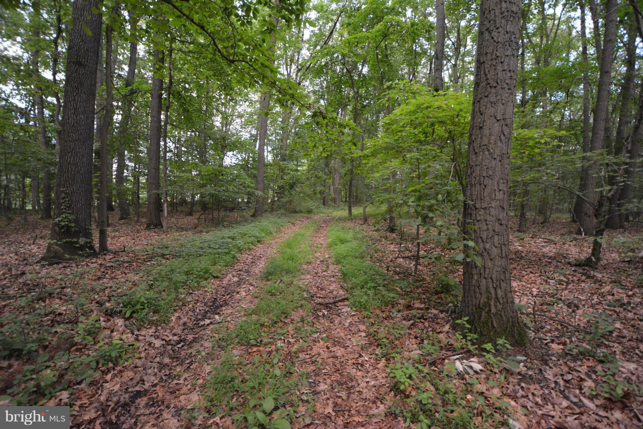 4218 Church Road Manchester, MD 21102 - Photo 2 of 14 Driveway grass lane