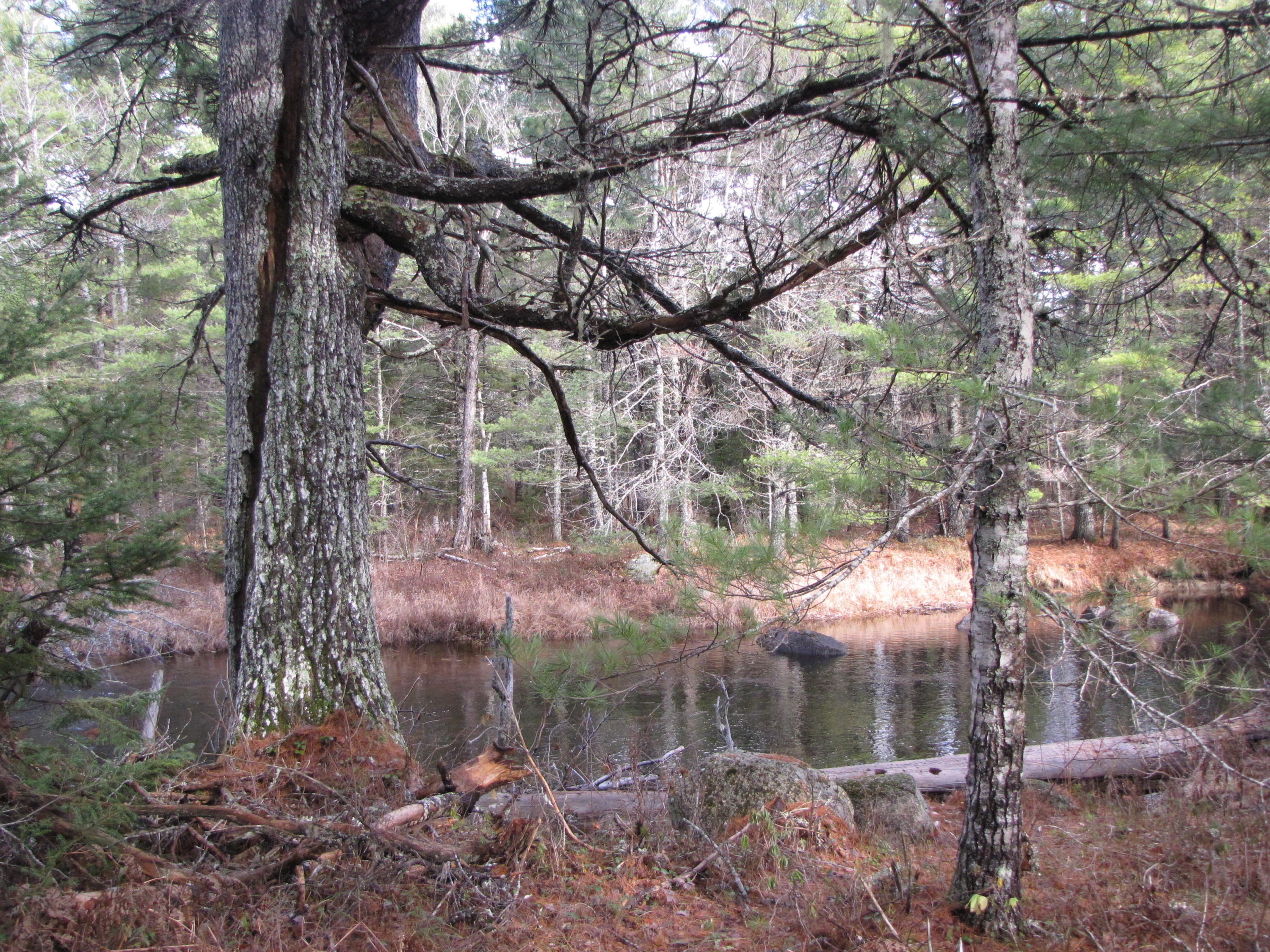 X X Off Ccc Road Machias, ME 04654 - Photo 10 of 57 IMG_1610