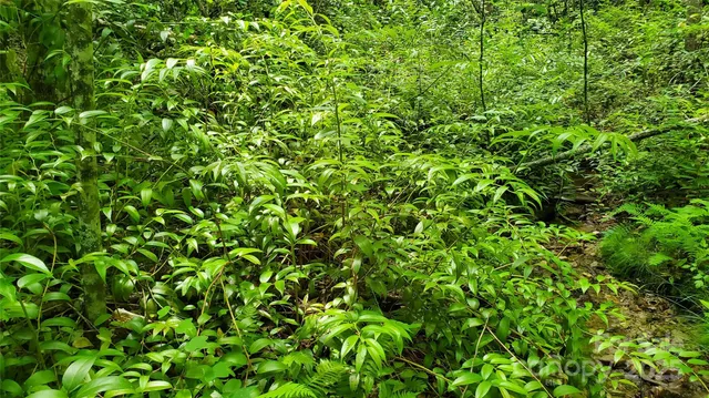 $175,000 | 755 Hamilton Drive, Columbus, NC 28722