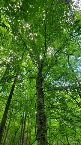 $175,000 | 755 Hamilton Drive, Columbus, NC 28722