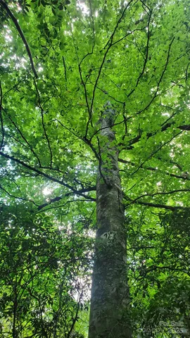 $175,000 | 755 Hamilton Drive, Columbus, NC 28722